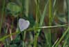 Dwergblauwtje 6 (Cupido minimus)